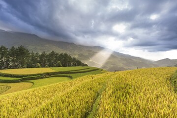 Terraced rice fields in Vietnam, a masterpiece of agricultural innovation. The cascading steps of...