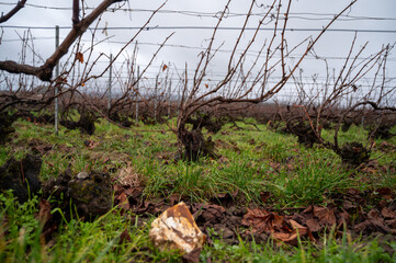 Winter time on Champagne grand cru vineyards near Verzenay village, rows of old grape vines without...