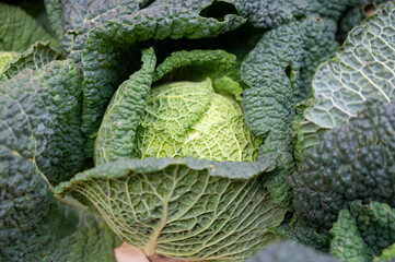Green fresh whole Savoy cabbage close up