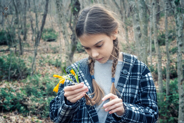 Beautiful caucasian girl with braids holding a bouquet of yellow crocuses at the background of a spring forest. - 752346890