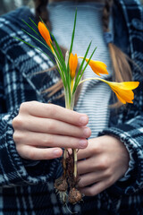 Close-up of children's hands holding yellow spring crocuses in the forest.