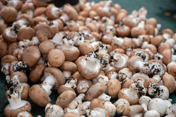 High quality French cave brown champignon mushrooms ready to eat