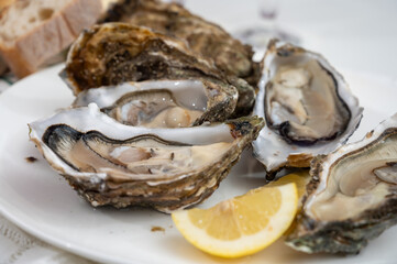 Fresh big french, dutch, pacific or japanese oysters molluscs, size number 1, served with fresh...