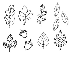 set of botanical flattery in doodle style, set of black and white leaves and acorns - obrazy, fototapety, plakaty