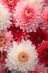 Close-Up View of Vibrant Chrysanthemum Blooms: Colorful Symphony of Nature's Beauty