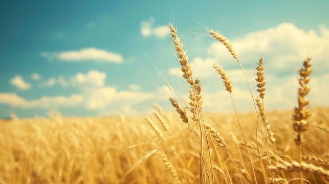 Golden wheat and sky blue, peaceful countryside theme, tranquil open fields, soft summer breeze, natural landscape, serene horizon, harvest time backdrop, gentle color transition