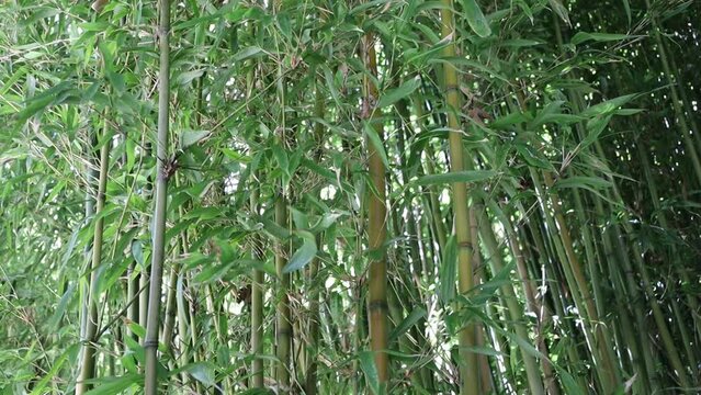 dense bamboo forest , zen ambiance 