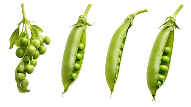 Sugar Snap Peas Isolated on Transparent Background, Top View Flat Lay Nutrition Illustration