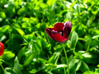 red tulips in the garden