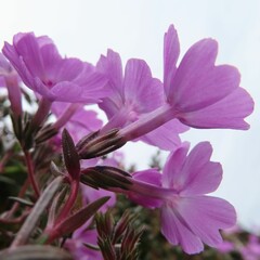 早春にシバザクラが紫の花を咲かせています