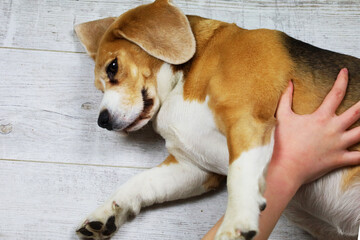 the owner is stroking a beagle dog, the dog is lying on its back and rejoicing.