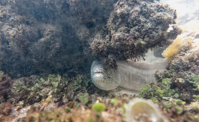Moray eel in corral reef in Indian Ocean. Watamu, Kenya.