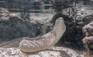 Moray eel in corral reef in Indian Ocean. Watamu, Kenya.
