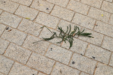Dry leaves and fallen flowers in a city park in Tel Aviv.