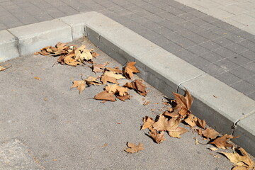 Dry leaves and fallen flowers in a city park in Tel Aviv.
