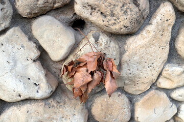 Dry leaves and fallen flowers in a city park in Tel Aviv.