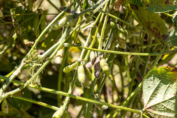 Raw soybeans on a plantation in Brazil. Close up