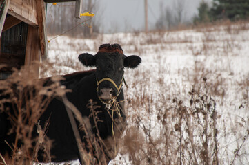 A black Canadienne dairy cow looking at the camera by a barn. On a farm in the winter.