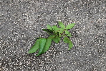Dry leaves and fallen flowers in a city park in Tel Aviv.