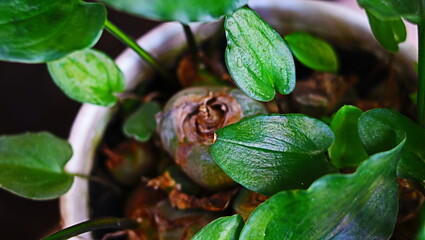 Drimiopsis maculata is a species of flowering ornamental plant originating from Africa.
Contains anti-inflammatory and antioxidants. Can treat fever and pain.