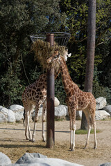 Girafes qui s'alimentent dans un enclos au Zoo de La Palmyre à Royan 