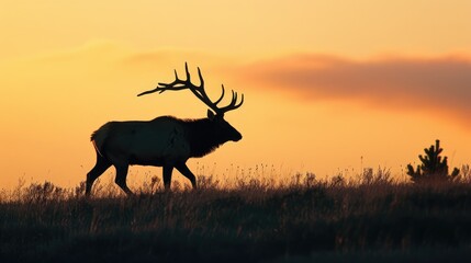 Silhouette of bull Elk stag walking against the sky at sunrise 