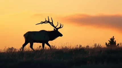  Silhouette of bull Elk stag walking against the sky at sunrise  © thesweetsheep