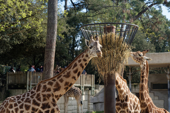 Girafes qui s'alimentent dans un enclos au Zoo de La Palmyre &agrave; Royan 