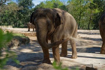 Eléphant dans un  parc zoologique. La Palmyre Royan