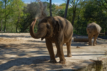 Eléphant dans un  parc zoologique. La Palmyre Royan