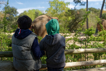 Fototapeta na wymiar Enfants au zoo qui regardent les animaux
