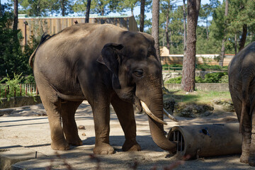 El&eacute;phant dans un  parc zoologique. La Palmyre Royan