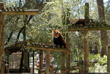 Panda roux dans un parc zoologique