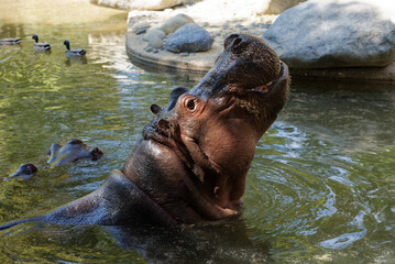 Hippopotame dans une marre dans un Zoo 