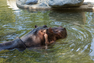 Fototapeta na wymiar Hippopotame dans une marre dans un Zoo 