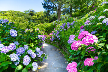 Fototapeta premium 静岡県下田市 下田公園のあじさい