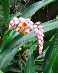 Obraz premium Beautiful pink heliconias flowers that adorn the tropical garden