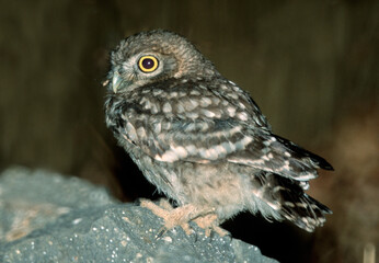  (Athene noctua) small European owl, little owl sitting on a rock at night.  (Athene noctua) Sardinia, Italy