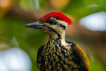 The common flameback or common goldenback (Dinopium javanense) is a species of bird in the family Picidae
