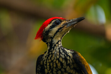 The common flameback or common goldenback (Dinopium javanense) is a species of bird in the family Picidae