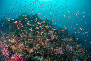 伊豆　伊東　遊び　旅行　海　ダイビング 