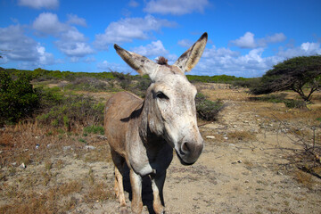 Wild cute feral donkey begging for food, Bonaire Island, Caribbean Netherlands - 752362234