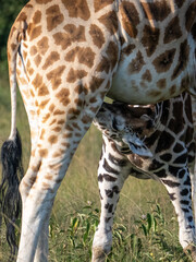 Suckling baby giraffe (Giraffa camelopardalis rothschildi) in Mburo National Park in Uganda.