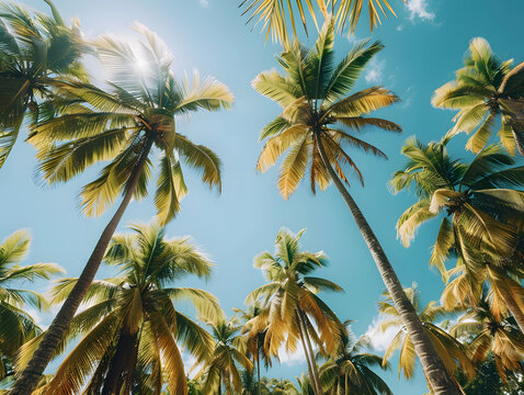 Serenity in Nature: Create a relaxing ambiance with stunning palm tree photos of sun-drenched landscapes.
