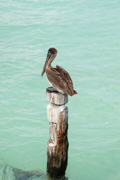 Pelican sitting on a piling