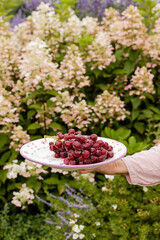 woman's arm holding out plate of purple grapes in front of hydrangea bush 