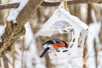 Wild male Eurasian bullfinch (Pyrrhula pyrrhula) bird with red feathers eats seeds from white wooden bird feeder in winter forest. Soft focus. Close-up view. Wild animal care theme.