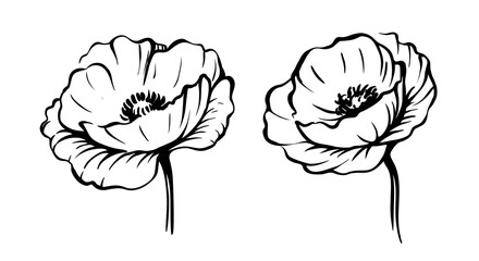 Poppies sketch art. Monochrome floral