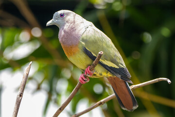The pink-necked green pigeon (Treron vernans) is a species of bird of the pigeon and dove family, Columbidae