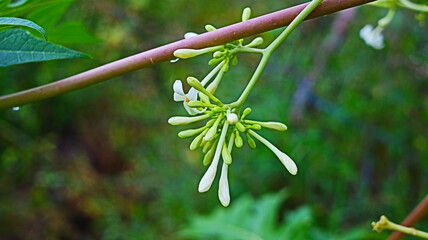 Papaya flowers have natural anti-inflammatory properties that can help reduce inflammation in the...